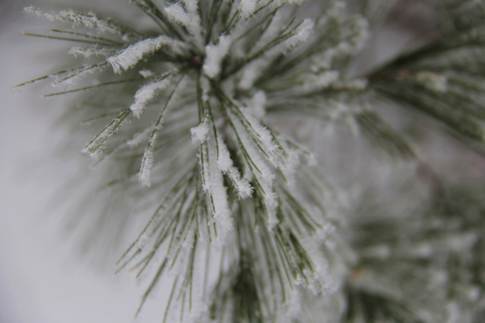 USED 2021-3-1goodmorningnorthbaybct  4 Frosty pine needles. North Bay. Photo by Brenda Turl for BayToday.
