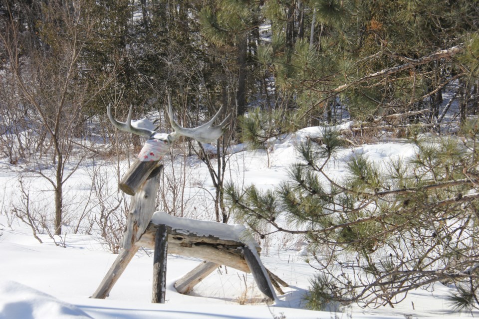 USED 2021-3-1goodmorningnorthbaybct  6 Moose. Bonfield. Photo by Brenda Turl for BayToday.