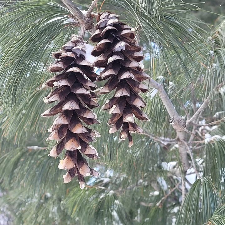 USED 2021-3-23 goodmorningnorthbaybct 2 Pine cones. North Bay.  Courtesy of Michelle Wozniak Mantey.