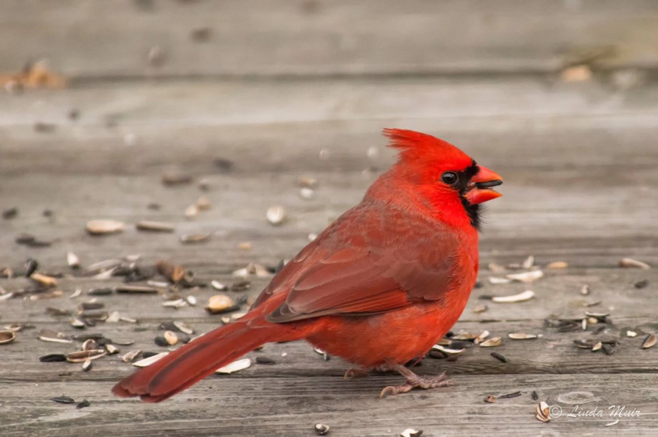 USED 2021-3-30goodmorningnorthbaybct  1 Cardinal. North Bay. Courtesy of Linda Muir.