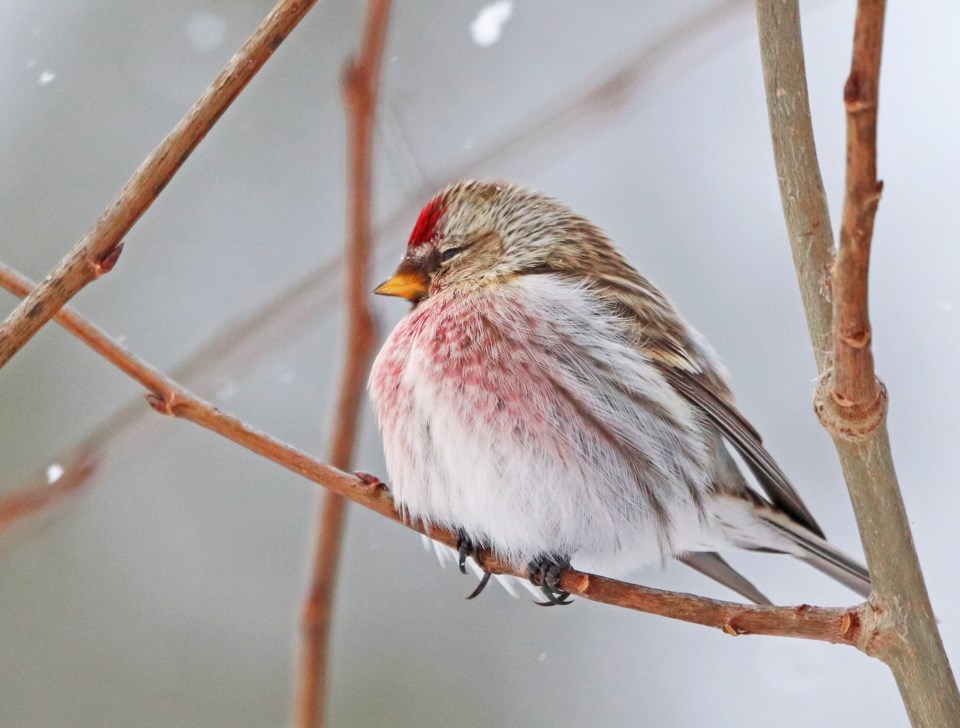 USED 2021-3-30goodmorningnorthbaybct  5 Common red poll. Cobalt area. 2 Courtesy of Sue Nielsen.