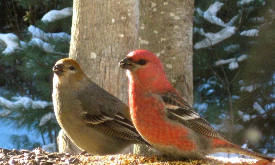 USED 2021-3-30goodmorningnorthbaybct  5 Pair of pine grosbeaks. Bear Island. Temagami. Courtesy of Barb MacInnis.