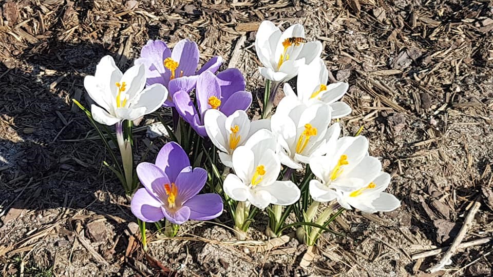 USED 2021-4-13goodmorningnorthbaybct  6 Crocus. North Bay. Courtesy of Sue Campbell.