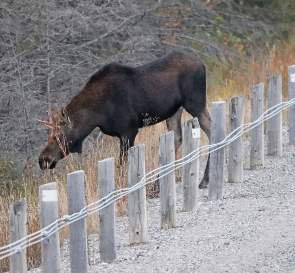 USED 2021-4-19goodmorningnorthbaybct  4 Moose on the move. Cobalt area. Courtesy of Sue Nielsen.