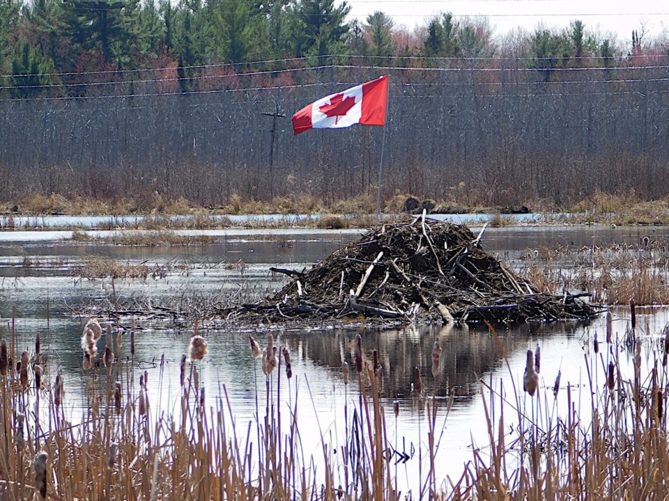 USED 2021-4-26goodmorningnorthbaybct  3 Patriotic beaver. NOrth Bay. Courtesy of Denis Ouellette. - Copy