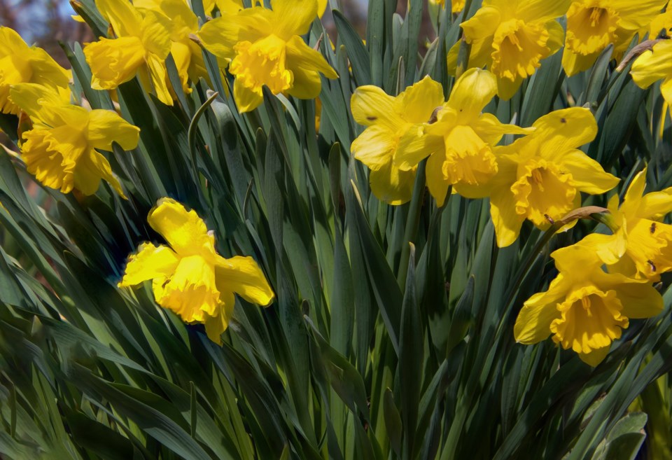 USED 2021-4-26goodmorningnorthbaybct  4 Daffodils at Memory Tree Park, Callander. Courtesy of Pat Stack.