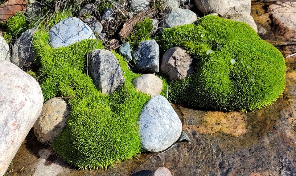 USED 2021-5-3goodmorningnorthbaybct  4 Moss and rocks. North Bay. Courtesy of Michelle Wozniak Mantey.