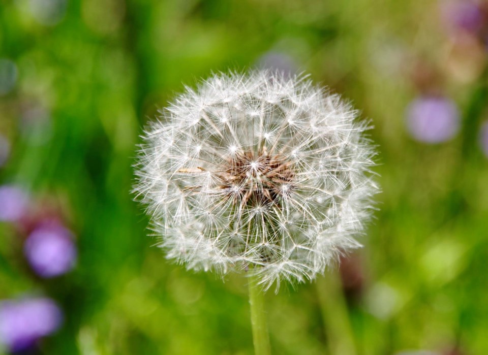 USED 2021-6-15goodmorningnorthbaybct  1 Dandelion fluff. North Bay. Courtesy of Keith Campbell.