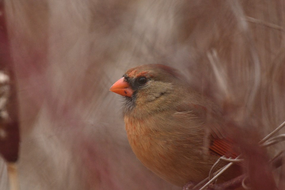 USED 2022-01-18goodmorningnorthbaybct  4 Female cardinal. Submitted by Bill Newhook.