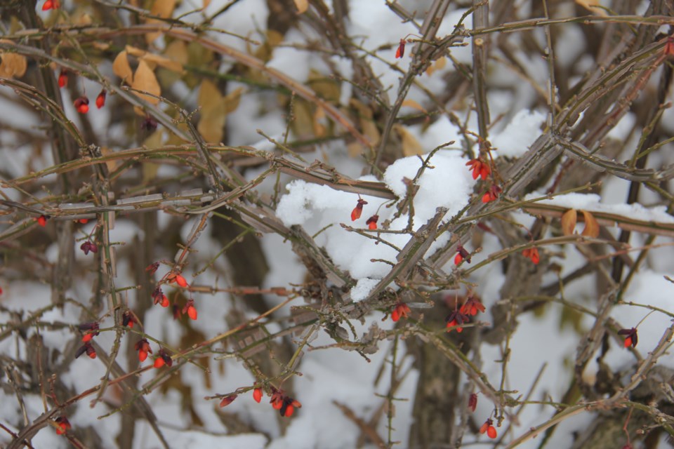 USED 2022-01-18goodmorningnorthbaybct  5  Little red berries. Photo by Brenda Turl for BayToday.