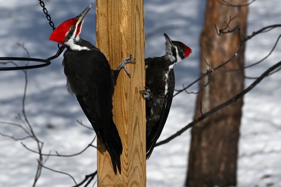 USED 2022-04-12goodmorningnorthbaybct  5 Woodpeckers. Courtesy of Les Couchi.