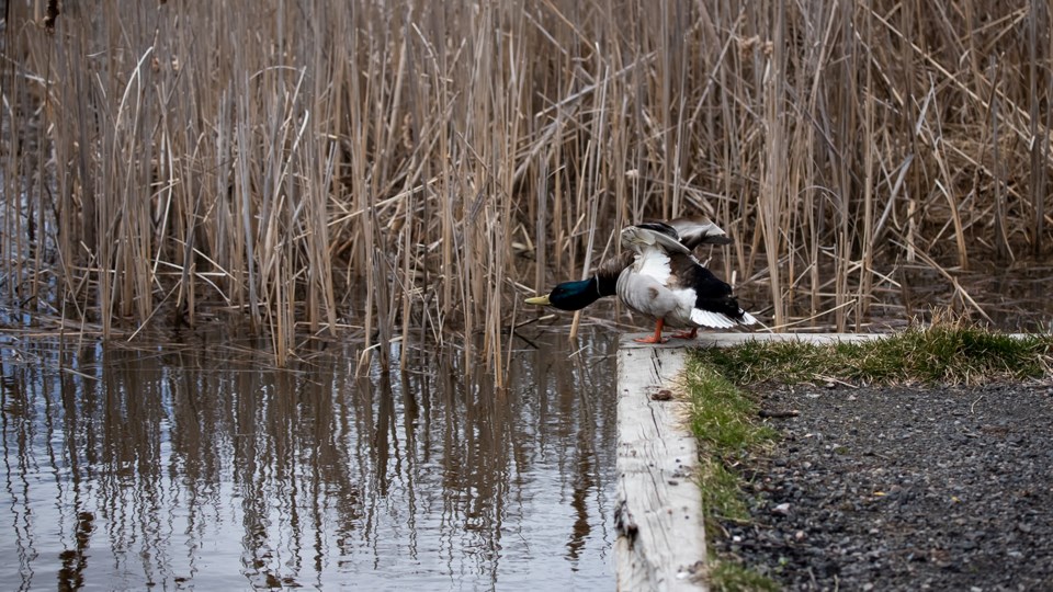 USED 2022-05-17goodmorningnorthbaybct  7 Mallard at the Levase River. North Bay. Courtesy of Pat Stack.