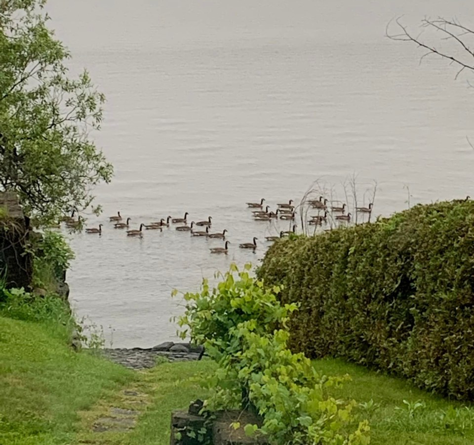 USED 2022-06-21goodmorningnorthbaybct  4 Gaggle of geese. North Bay. Courtesy of Irit Cochran.