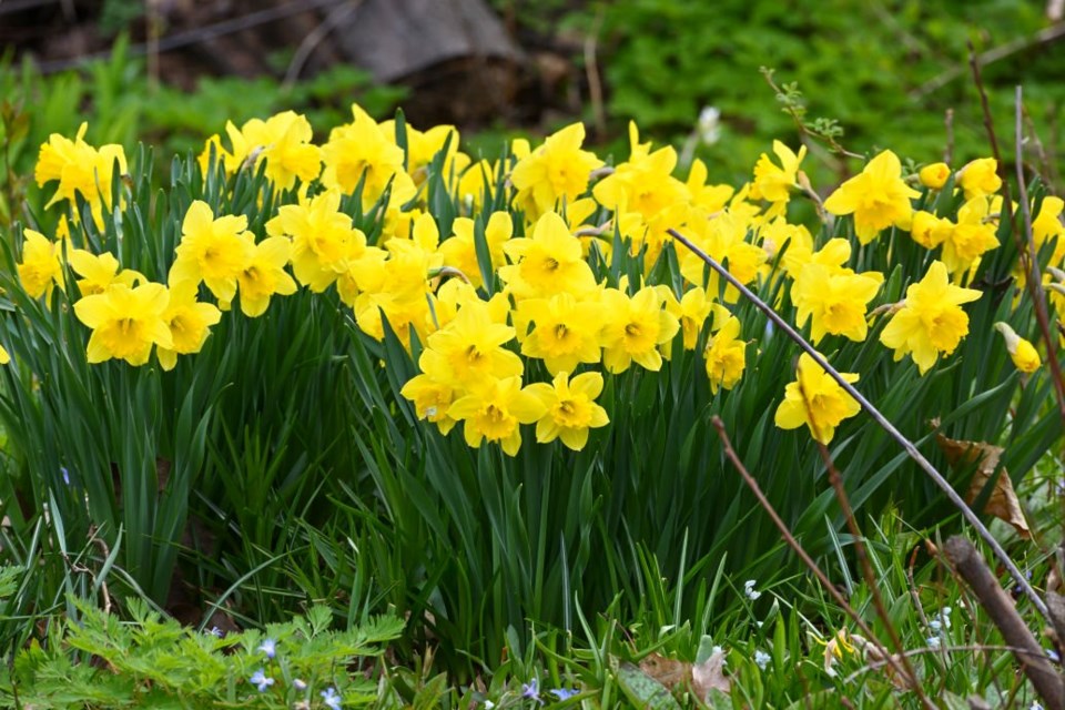 USED 2022-06-27goodmorningnorthbaybct  1 Sunny daffodils. North Bay. Courtesy of Les Couchi.