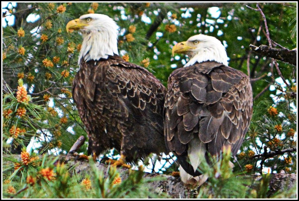 USED 2022-07-12goodmorningnorthbaybct  3 Eagle pair. Callander. Submitted by Zeke Johnson.