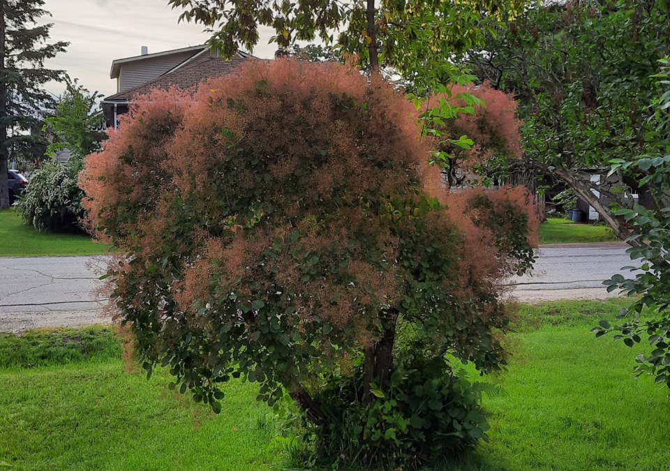 USED 2022-07-19goodmorningnorthbaybct  3 Smoke tree in bloom. North Bay. Submitted by Elaine Doucette.