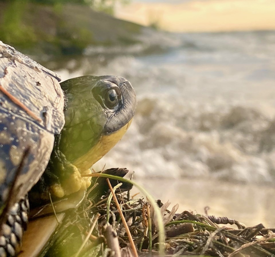 North Bay builder fined for damaging turtle habitat