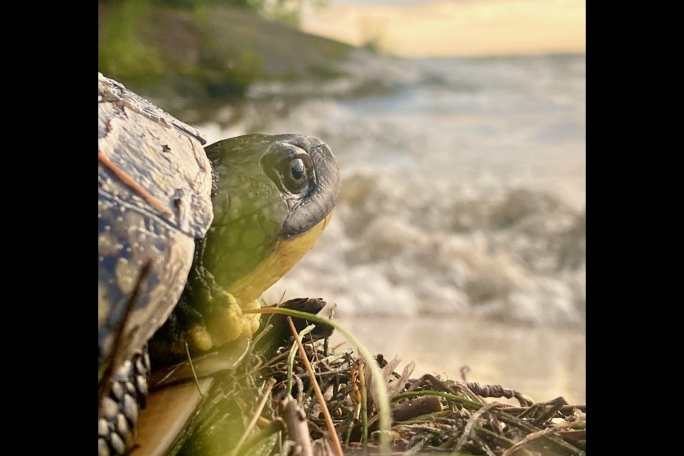 Blanding's turtle. North Bay. Courtesy of Trina Turl. 