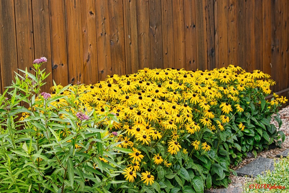USED 2022-09-20goodmorningnorthbaybct  7 Brown-eyed-Susans. North Bay. Courtesy of Wallace Kearney.