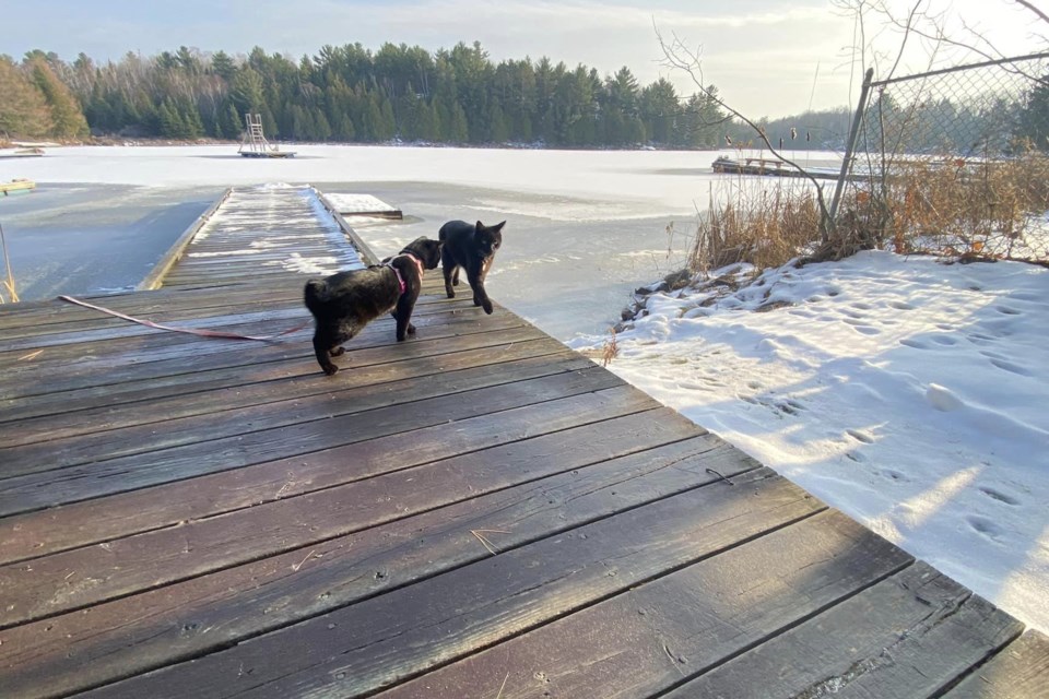 USED 2022-12-6goodmorningnorthbaybct-3-cats-on-a-dock-camelot-lake-north-bay-courtesy-of-diane-jones-falconi