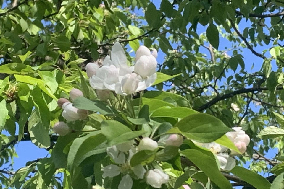 USED 2023-05-30goodmorniand-apple-blossoms-north-bay-brenda-turl