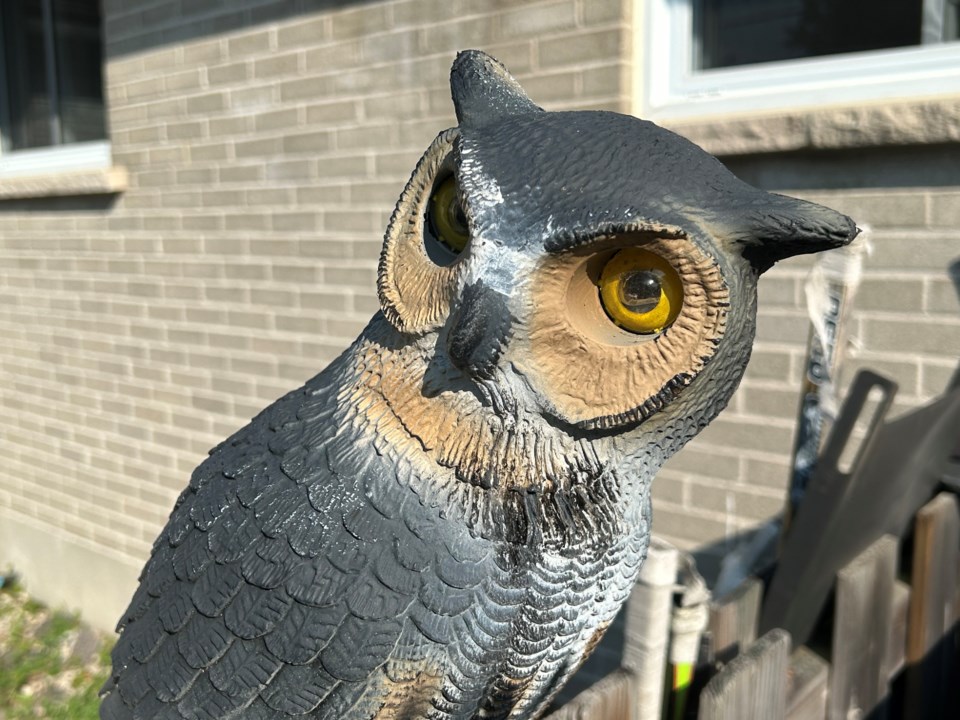 USED 2023-07-07-good-morning-north-bay-owl