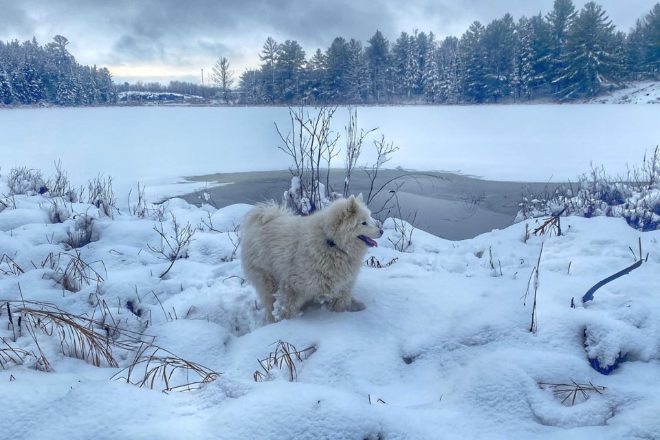 USED 2023-1-24goodmorningnorthbaybct-6-white-dog-in-white-snow-north-bay-courtesy-of-diane-jones-falconi