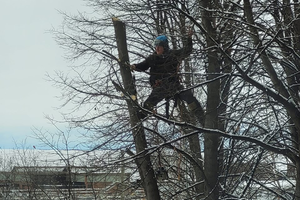 USED 2023-1-31goodmorningnorthbaybct-6-tree-removal-north-bay-courtesy-of-pat-stack