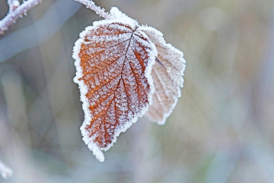 USED 2023-11-14goodmorningnorthbaybct-7-hoar-frost-sue-nielsen