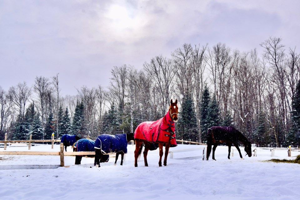 USED 2023-2-14goodmorningnorthbaybct-4-horses-at-eastwood-riding-stables-astorville-submitted-by-linda-mccarthy