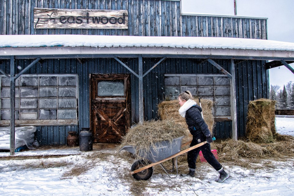 USED 2023-2-7goodmorningn-orthbaybct-3-working-hard-at-eastwood-riding-stables-astorville-courtesy-of-pat-stack