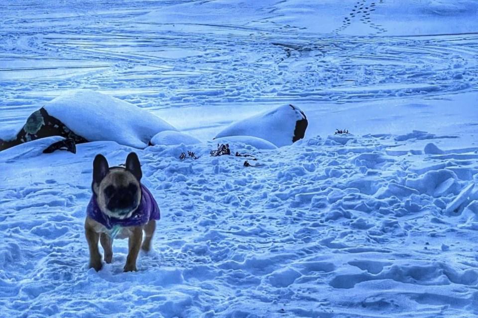 USED 2023-3-14goodmorningnorthbaybct-5-sid-in-a-purple-coat-north-bay-courtesy-of-dave-radcliffe