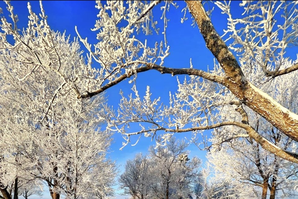 USED 2023-3-7goodmorningnorthbaybct-3-hoar-frost-on-trees-north-bay-courtesy-of-dave-radcliffe