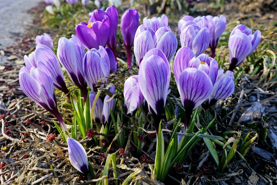 USED 2023-4-25goodmorningnorthbaybct-6-signs-of-spring-north-bay-gisele-gauthier