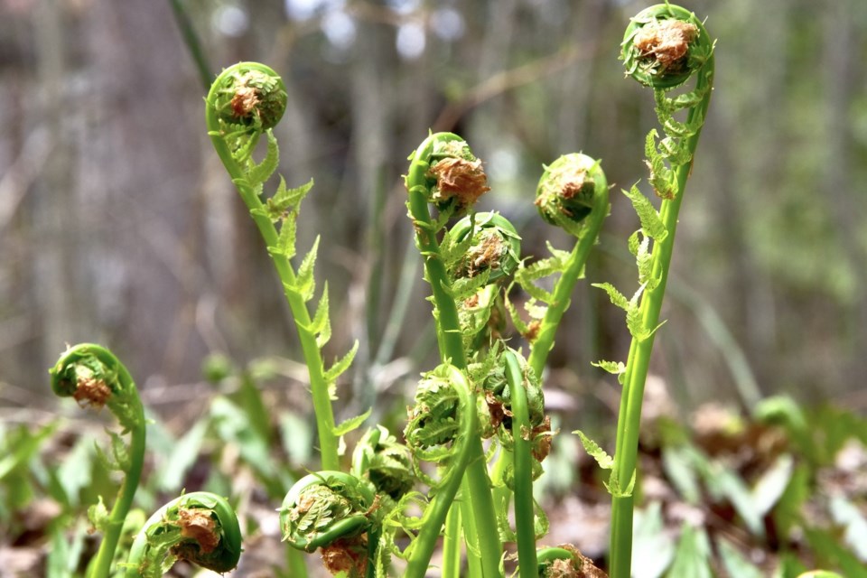 USED 2023-5-16goodmorningnorthbaybct-2-fiddleheads-north-bay-keith-campbell
