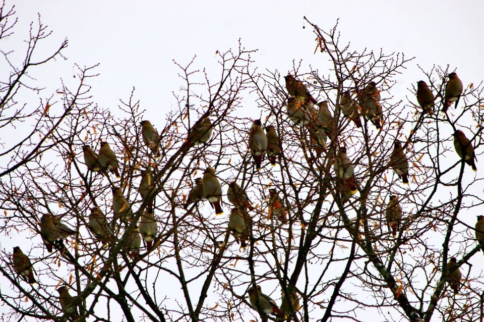 USED 2023-5-2goodmorningnorthbaybct-4-tree-full-of-bohemian-waxwings-north-bay-keith-campbell