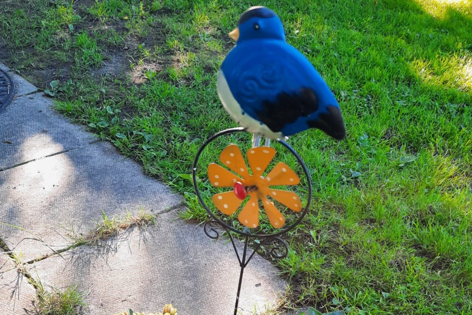 USED 2023-7-11goodmorningnorthbaybct-1-bluebird-of-happiness-elaine-doucette