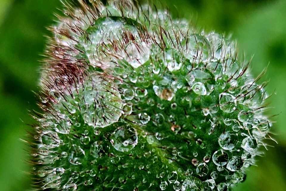USED 2023-7-11goodmorningnorthbaybct-2-after-a-morning-rain-gisele-gauthier
