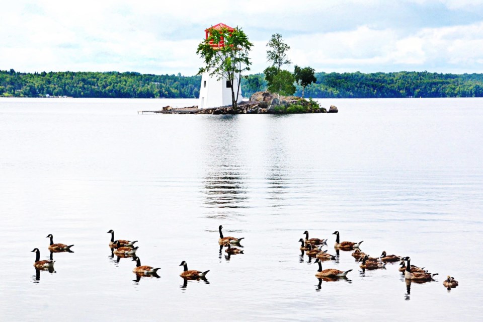USED 2023-7-25goodmorningnorthbaybct-6-canada-geese-zeke-johnson