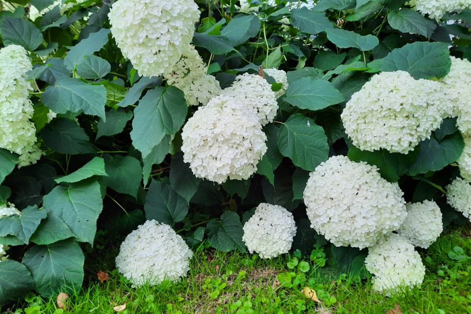 USED 2023-8-8goodmorningnorthbaybct-3-snowballs-in-summer-elaine-doucette