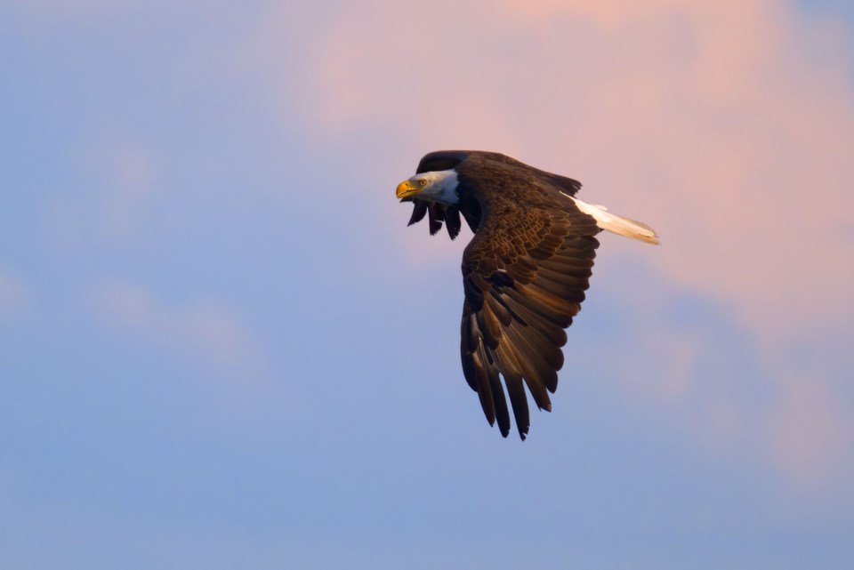 USED 2023-9-12goodmorningnorthbaybct-2-eagle-in-flight-north-bay-les-couchi