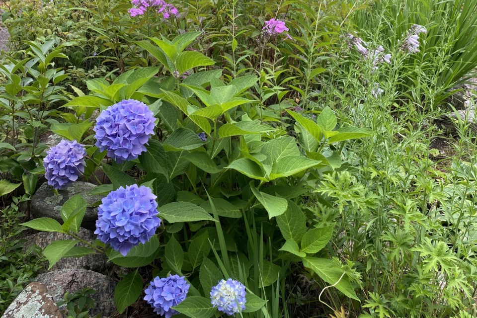 USED2023-9-12goodmorningnorthbaybct-4-flower-garden-steve-piekarski