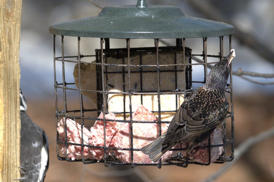 USED 2024-3-26goodmorningnorthbaybct-6-starling-at-the-feeder-northbay-courtesy-of-les-couchi