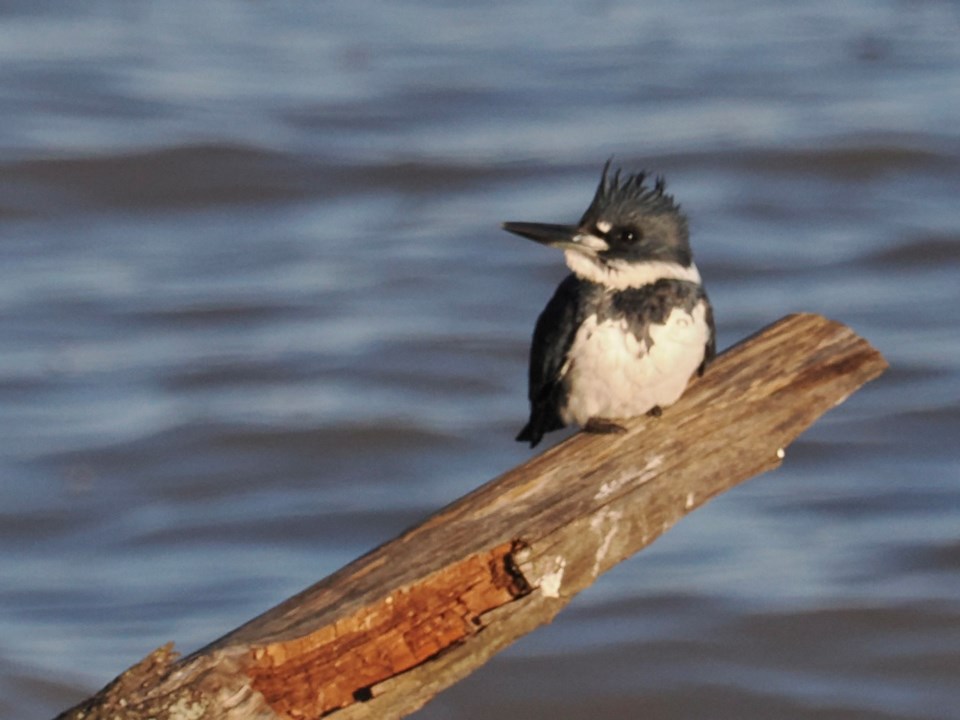 USED 23-04-09-good-morning-belted-kingfisher-on-a-branch-over-lake-ontario-at-niagara-shores