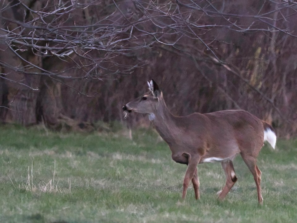 USED 230409-good-morning-april-10-deer-on-the-commons