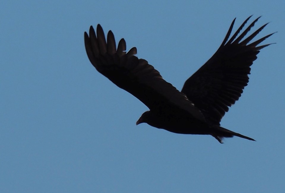 USED good-morning-april-3-turkey-vulture-in-flight