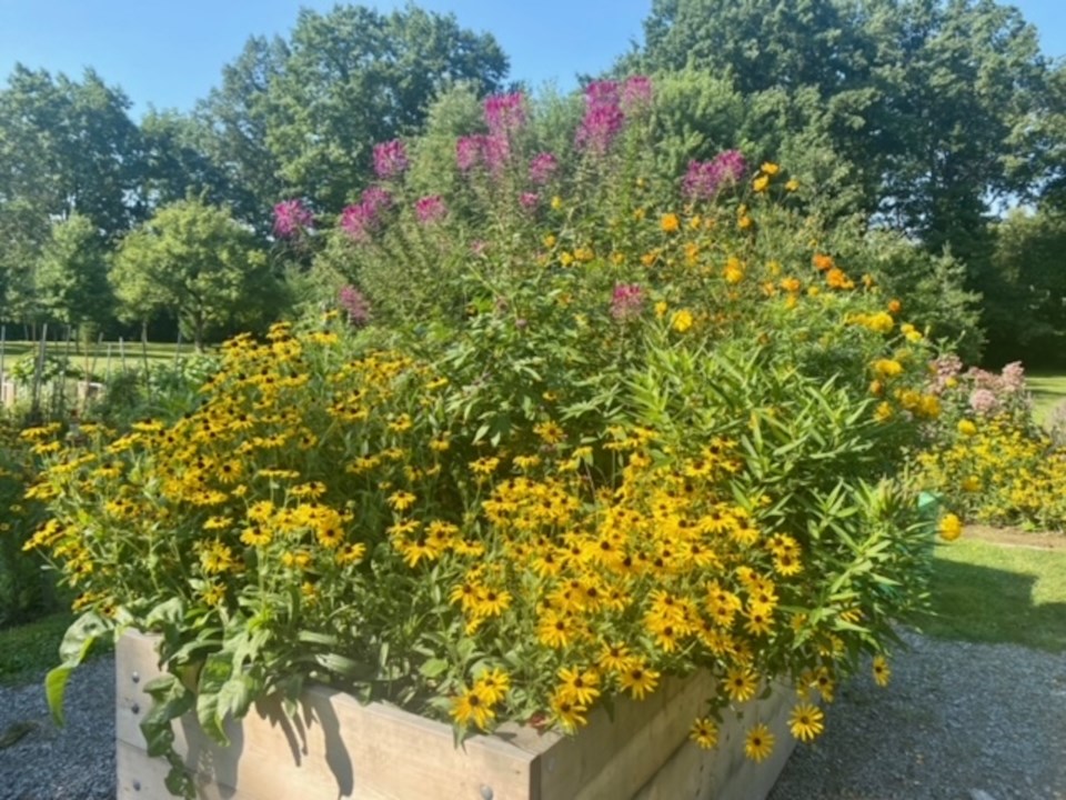 USEDgood-morning-community-garden-niven-road