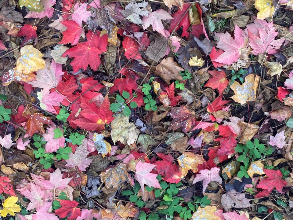 USED good-morning-fall-leaves