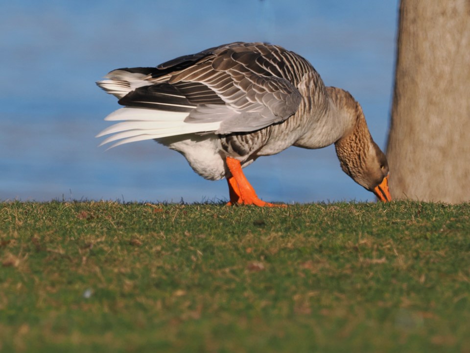 USED good-morning-feb-4-greylag-goose-1-of-4-domestic-hanging-out-at-the-pumphouse-grounds-on-the-niagara-river