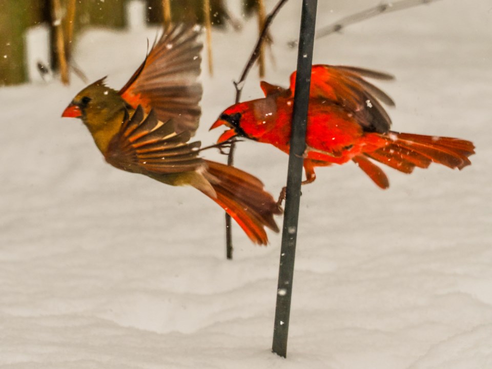 USED good-morning-jan-21-cardinals